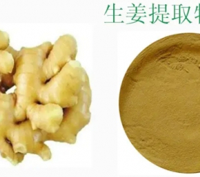 如何正确使用有机生姜提取物？