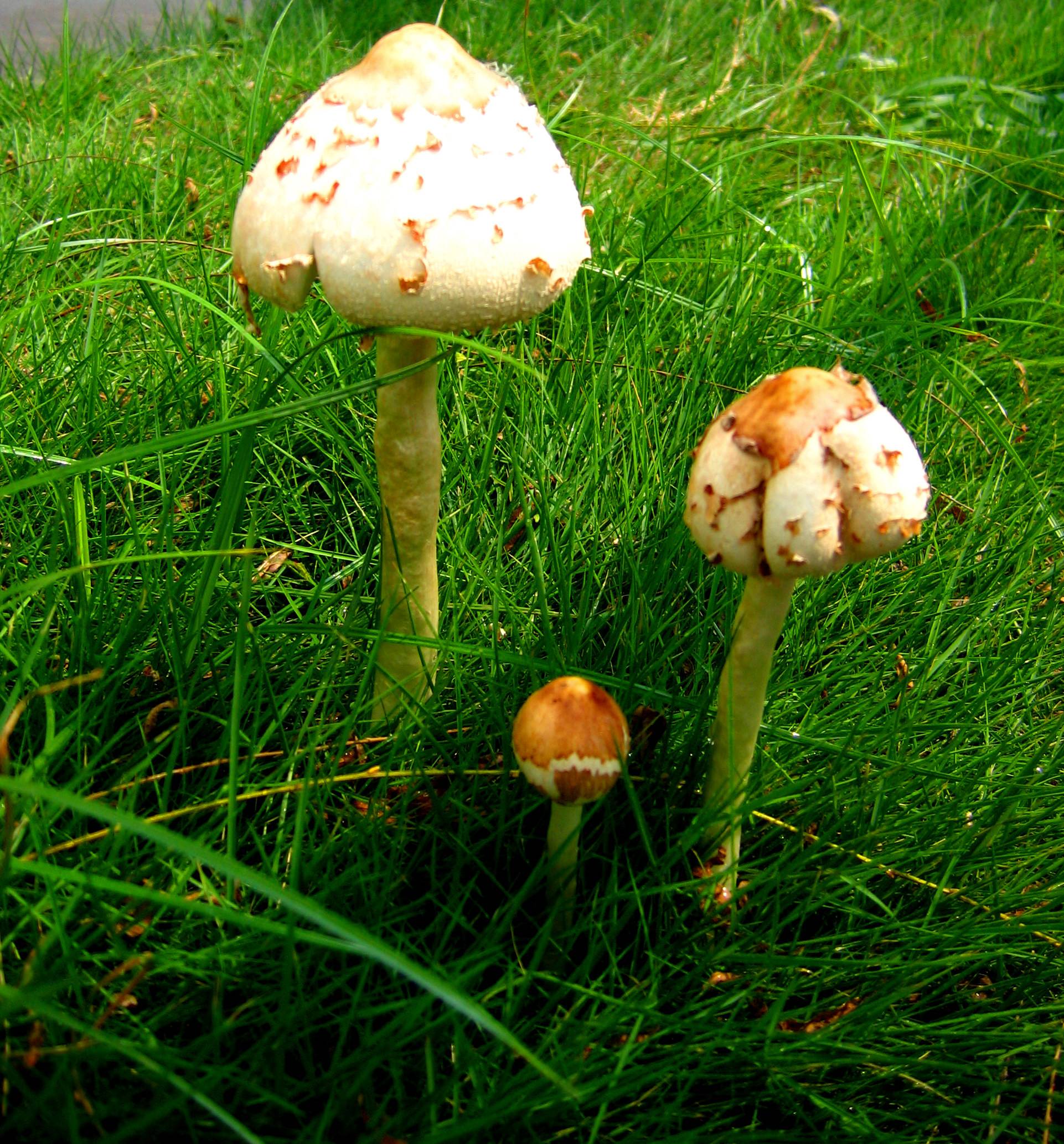 菌类提取物二(图1)