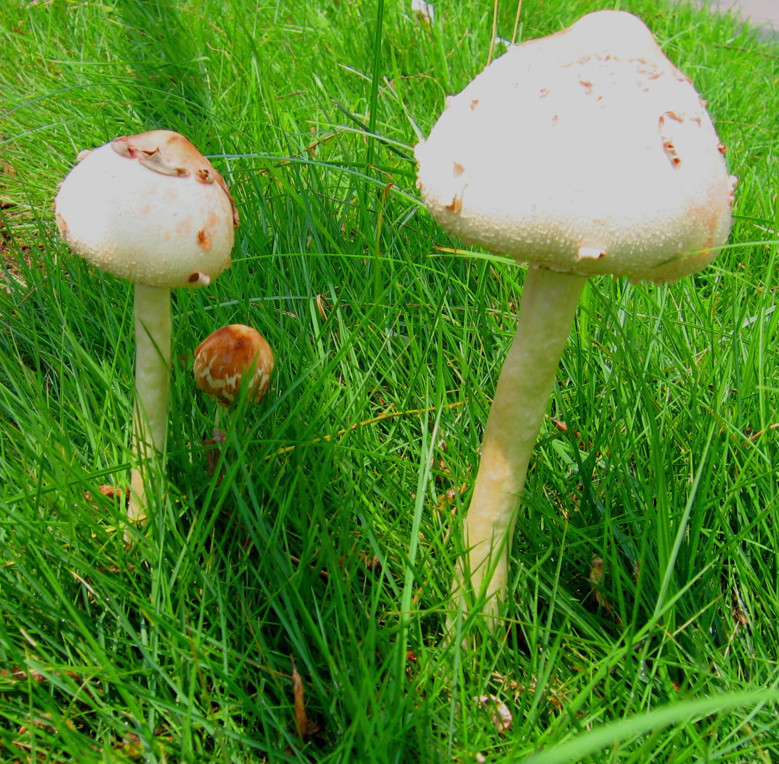 菌类提取物三(图1)